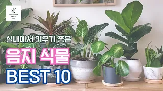 실내에서 키우기 좋은 음지 식물 소개 BEST 10