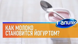 Галилео 🥛 Как молоко становится йогуртом?