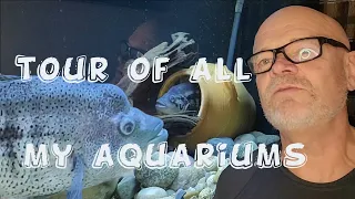American cichlid  fishroom tour, all of my aquariums.