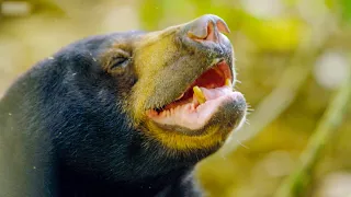 The Smallest Bear in the World | Earth's Tropical Islands | BBC Earth