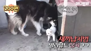 An Alaskan malamute kidnapping little puppies?