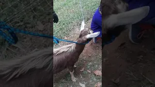 Tom Brady as a baby goat