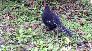 Taiwan Birding May 2023