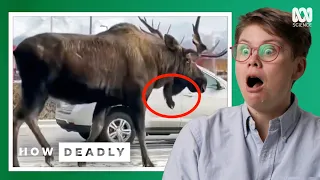 Deer are surprisingly dangerous home invaders | REACTION