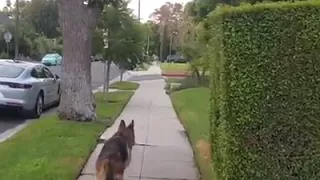 German Sheperd realizes owner isnt behind him any more.