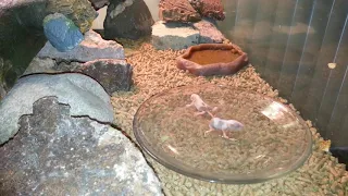 Bearded dragon eating pinky mice. Not for the weak stomached.