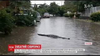 У Мексиці до затопленого повінню селища приплив крокодил