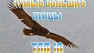 Какая самая большая птица? ТОП 10