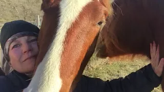 Horses Sweet Kisses