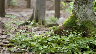 Can You Believe It's Not Real??? Stunning Unreal Engine 5 Forest Showcase!