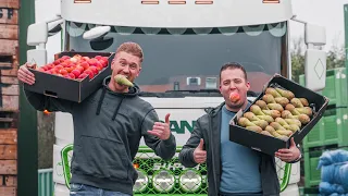 Transporting loads of apples with a Scania to the Stena Line Ferry. 🍎🍐