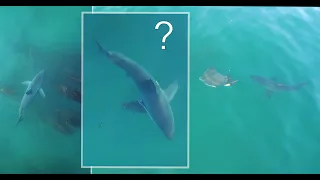 A Great White Shark Does Something I've Never Seen Before. What is this?