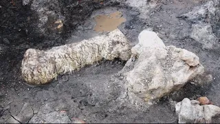 Massive discovery of dinosaur bones and fossils found in Maryland