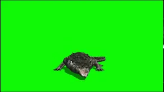 crocodile Green Screen - крокодил хромакей