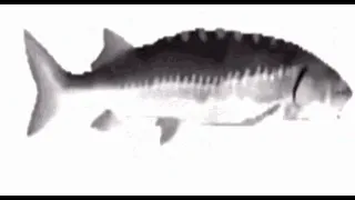 fish spinning for 18 seconds and 3 miliseconds