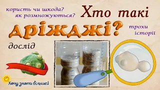 Хто такі дріжджі? Трохи історії, біології та дріжджові перегони!