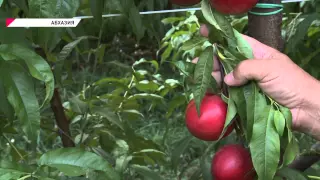 Агропромышленный бум в Абхазии
