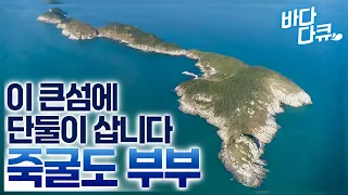 흰 밥만 챙겨 들고 바다로 떠나도 도시에서 맛볼 수 없는 싱싱한 밥상이 뚝딱 / 딱 한 가구만 사는 섬 '죽굴도' / #바다다큐