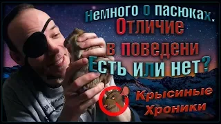 Немного, о пасюках. Отличие от декорашек. Есть, или нет? (Wild Rats | Дикие Крысы)