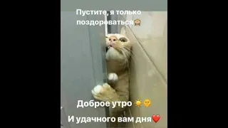 Добрий ранок 😺💓