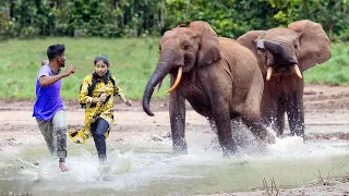 Elephant Attack in Kerala | Fun Made Wild Elephants Charge and Encounter Movie