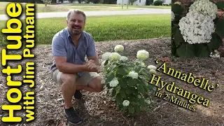 'Annabelle' Hydrangea in 2 Minutes