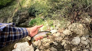 Trout in a rocky mountain stream / Կարմրախայտը քարքարոտ լեռնային գետակում