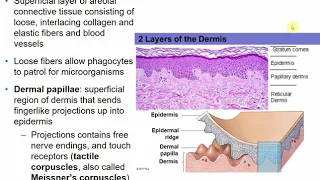 2113 Chapter 5 - Integumentary System Part A