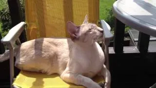 Siamese Cat talking to the birds!