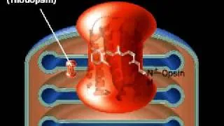 Molecular mechanism of Vision | Retina | Rhodopsin