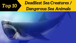 Top 10 Deadliest Sea Creatures in the World | Dangerous Sea Animals @Top10Discoverist