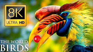 Real Sounds Birds in 8k Ultra Hd 60fps / 8k Tv Demo