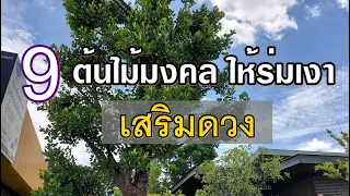 9 ต้นไม้มงคล เสริมดวงเจ้าของบ้านและบริวาร ให้ร่มเงาและบังแสงแดด Auspicious Tree