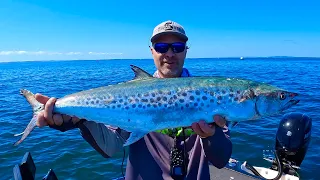 Moreton Bay Mackerel, they are HERE!