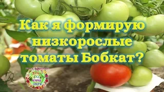 Как я формирую низкорослый томат Бобкат?