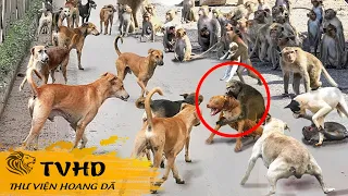 💥 Đàn Khỉ Tàn Nhẫn Quét Sạch Tất Cả Những Con Chó Ở Ấn Độ Vì Đã Ra Tay Giết Chết Khỉ Con | TVHD