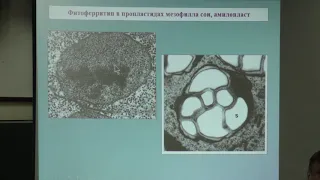 Носов А. М. - Физиология растений I - Физиология клетки