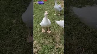 Goose waddle