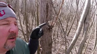 Morel Mushroom Spore Block... How to Grow more Morels.