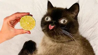 ПРИКОЛЫ С ЖИВОТНЫМИ ДО СЛЕЗ / Смешные КОТЫ 2021 / Приколы с КОТАМИ / Funny ANIMALS video #39