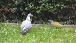 Tierische Freunde in meinem Garten 2018 Teil 2