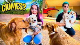 A REAÇÃO DOS CACHORROS COM O FILHOTE ! - Vida de Maloucos #3