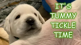 TUMMY TICKLE COMPETITION! Which Labrador Retriever Puppy is the most ticklish?