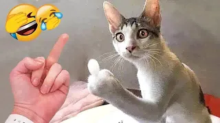 😸😻 Best Cats and Dogs Videos 🤣😹 Funny Animal Videos 2024 #8