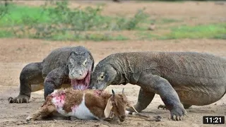 komodo dragon eating alive deer|komodo dragon eating alive goat