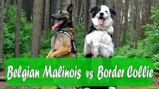 Belgian Malinois vs Border Collie