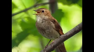 Восхитительное пение птиц в утреннем лесу Усыпляющие звуки природы.Релакс от пения соловья.