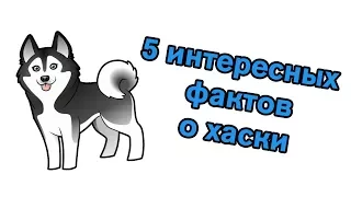 5 интересных фактов о хаски