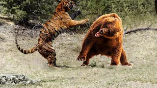 OMG! Tiger vs BearㅣTiger Hunting WarthogㅣWild Animal Attacksㅣ호랑이 vs 곰 무서운 전투