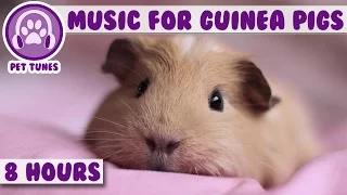 8 Hour Music Video for Guinea Pigs! Natural Stress and Anxiety Relief for Guinea Pigs!